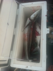 Rachycentron canadum