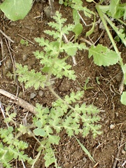 Eucrypta chrysanthemifolia