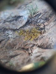 Siphonolejeunea nudipes