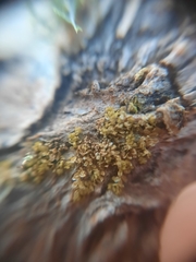 Siphonolejeunea nudipes