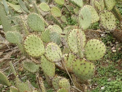 Opuntia oricola
