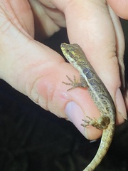 Anolis oxylophus