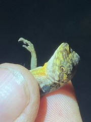 Anolis oxylophus