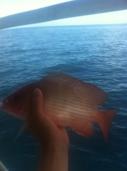 Lutjanus bitaeniatus