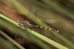 Zephyrogomphus lateralis