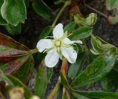 Sibbaldiopsis tridentata