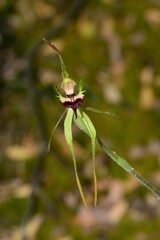 Caladenia dilatata