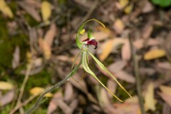 Caladenia dilatata