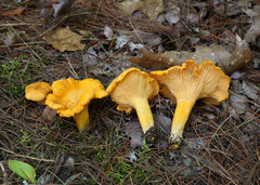 Cantharellus flavus