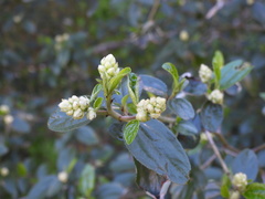 Ceanothus oliganthus