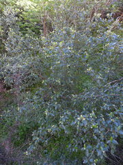 Ceanothus oliganthus