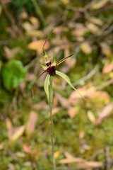 Caladenia dilatata