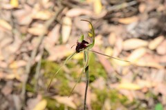 Caladenia dilatata