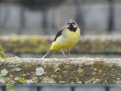 Motacilla cinerea cinerea