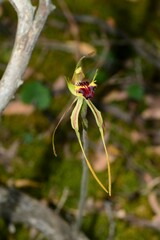 Caladenia dilatata