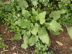 Rumex spinosus