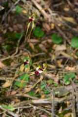 Caladenia dilatata
