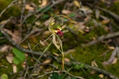 Caladenia dilatata