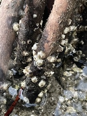 Amphibalanus improvisus