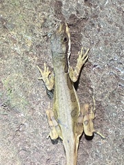 Anolis oxylophus