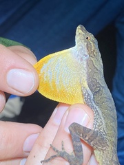 Anolis oxylophus