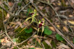 Caladenia dilatata