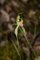 Caladenia dilatata