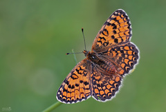 Melitaea collina
