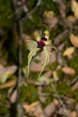 Caladenia dilatata