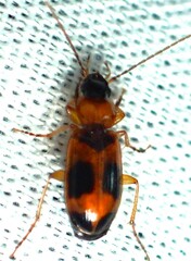 Badister neopulchellus