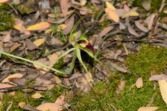 Caladenia dilatata