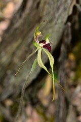 Caladenia dilatata