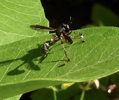 Physocephala furcillata