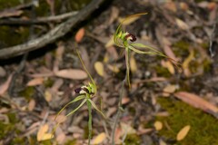 Caladenia dilatata