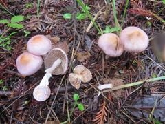 Inocybe pallidicremea
