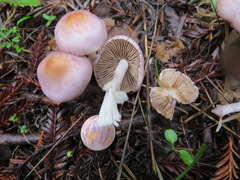 Inocybe pallidicremea