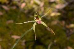 Caladenia dilatata