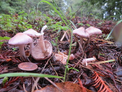 Inocybe pallidicremea