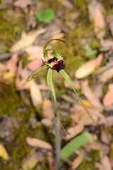 Caladenia dilatata