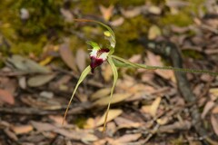 Caladenia dilatata