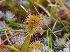 Drosera stenopetala