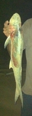 Polydactylus macrochir