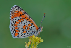 Melitaea collina
