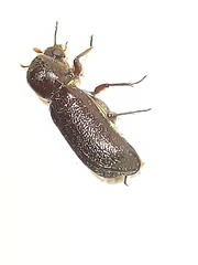 Bostrichidae