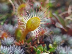 Drosera stenopetala