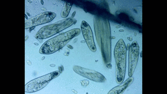 Paramecium