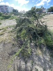 Vachellia tortuosa