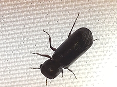 Bostrichidae