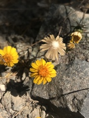 Chaetanthera linearis