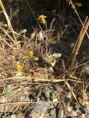 Chaetanthera linearis